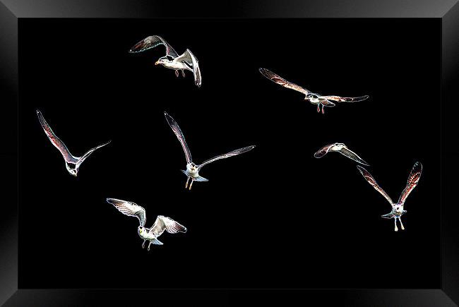 Free as a Bird - Black Framed Print by Tom Gomez