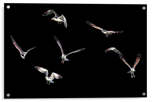 Free as a Bird - Black Acrylic by Tom Gomez