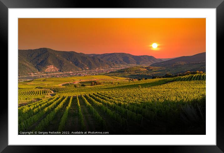 Sunset colored vineyards on a summer evening. Wachau valley. Austria Framed Mounted Print by Sergey Fedoskin