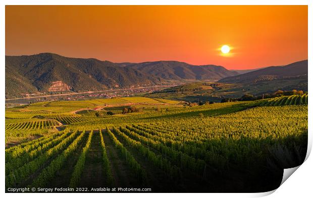 Sunset colored vineyards on a summer evening. Wachau valley. Austria Print by Sergey Fedoskin