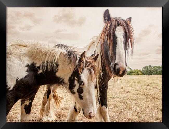 Shaggy Ponies Framed Print by Christine Kerioak