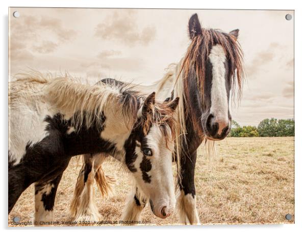 Shaggy Ponies Acrylic by Christine Kerioak