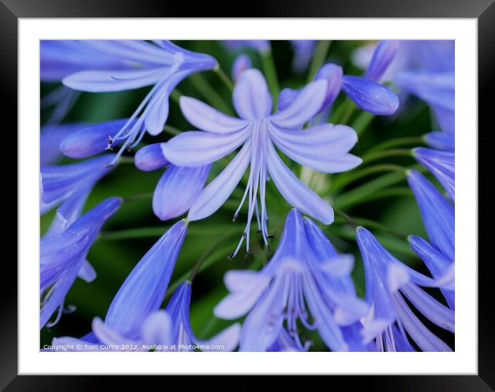 Agapanthus flowers Framed Mounted Print by Tom Curtis