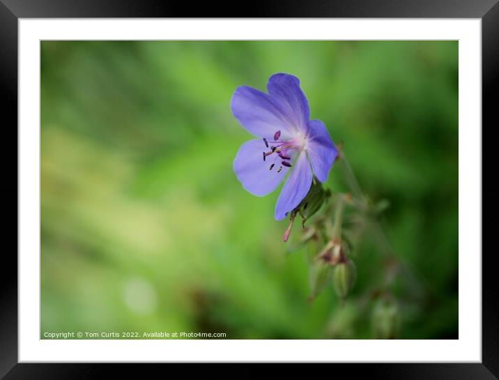 Blue Geranium Framed Mounted Print by Tom Curtis