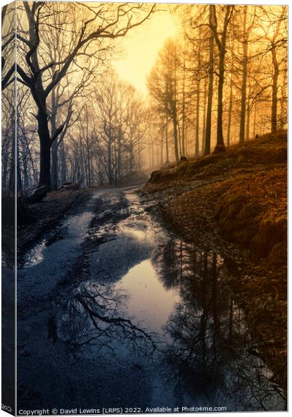 Woodland Path at Sunrise Canvas Print by David Lewins (LRPS)