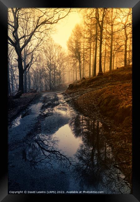 Woodland Path at Sunrise Framed Print by David Lewins (LRPS)