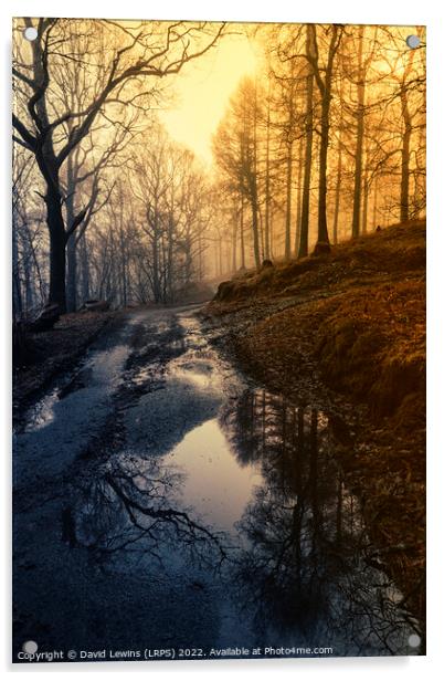 Woodland Path at Sunrise Acrylic by David Lewins (LRPS)