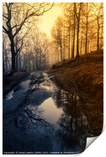 Woodland Path at Sunrise Print by David Lewins (LRPS)