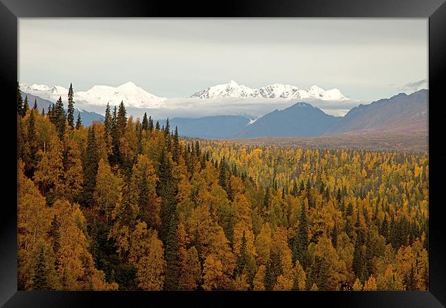 Autumn in Denali National Park Framed Print by Gail Johnson