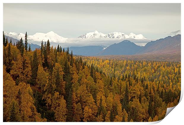 Autumn in Denali National Park Print by Gail Johnson