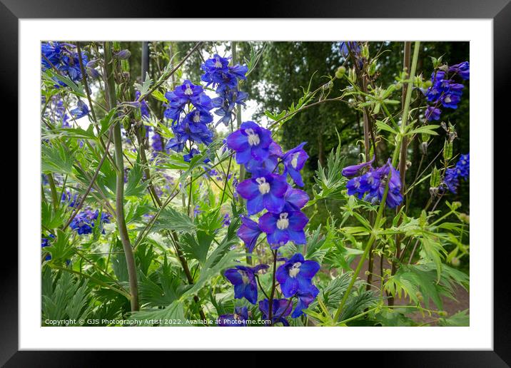 Tall and Blue Framed Mounted Print by GJS Photography Artist