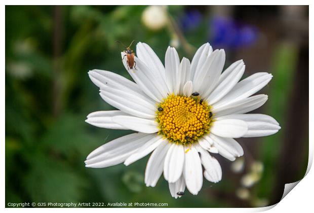 Bug Time Print by GJS Photography Artist