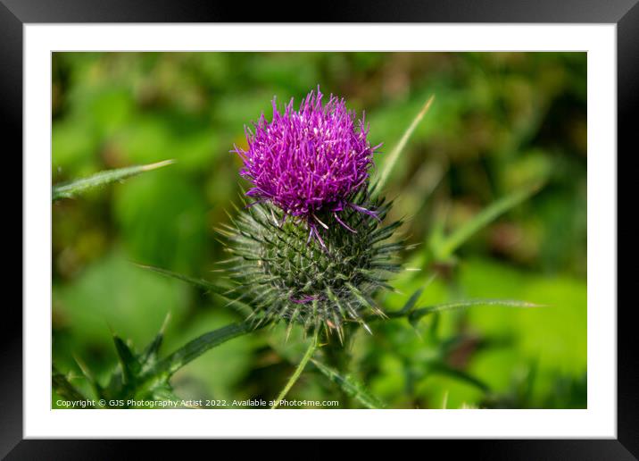 Thistle in Norfolk Framed Mounted Print by GJS Photography Artist