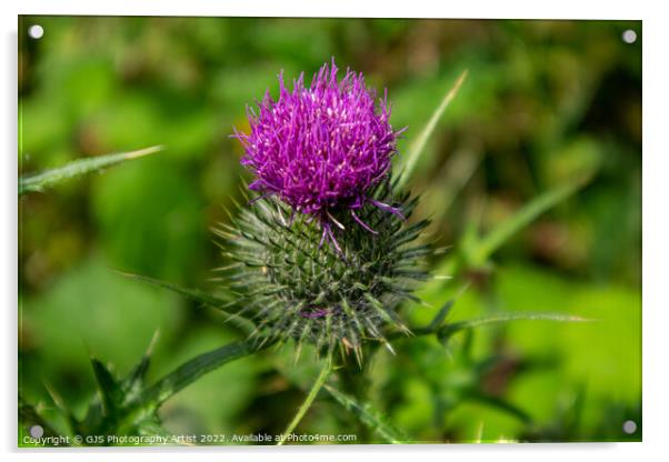 Thistle in Norfolk Acrylic by GJS Photography Artist