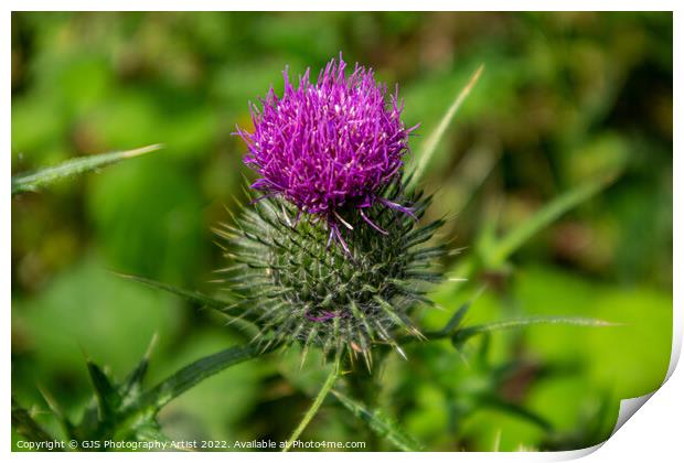 Thistle in Norfolk Print by GJS Photography Artist