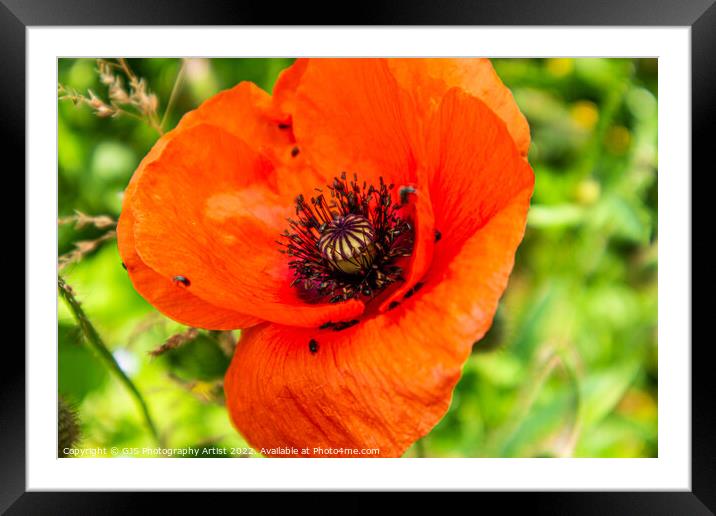 Poppy and Bug Seeds Framed Mounted Print by GJS Photography Artist