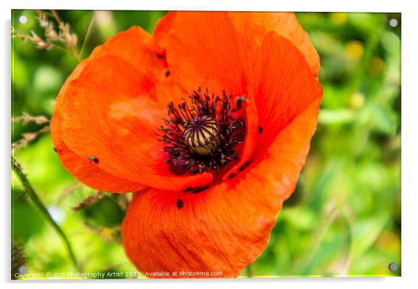 Poppy and Bug Seeds Acrylic by GJS Photography Artist