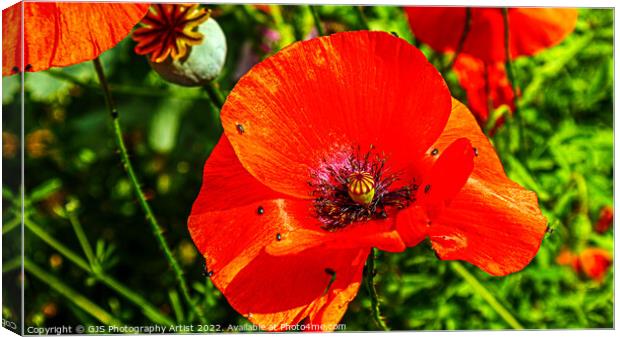 More Poppy Bugs Canvas Print by GJS Photography Artist