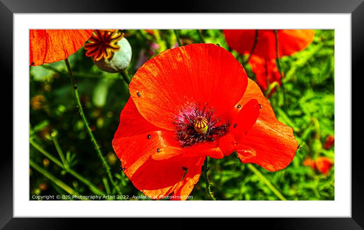 More Poppy Bugs Framed Mounted Print by GJS Photography Artist