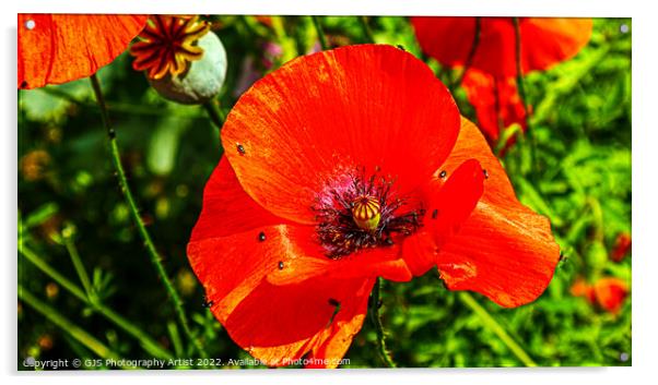 More Poppy Bugs Acrylic by GJS Photography Artist