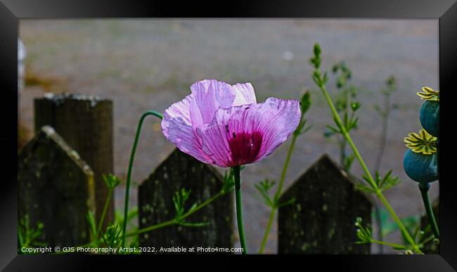 Purples Out Framed Print by GJS Photography Artist