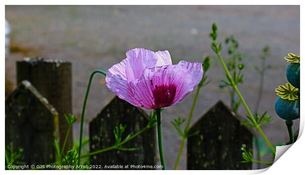 Purples Out Print by GJS Photography Artist