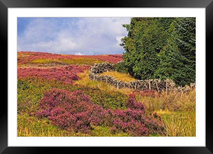 Moorland Heather Framed Mounted Print by Martyn Arnold