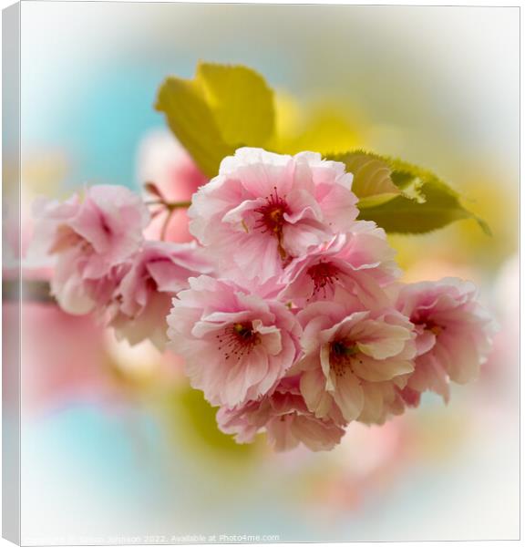 Pink Cherry Blossom Canvas Print by Simon Johnson