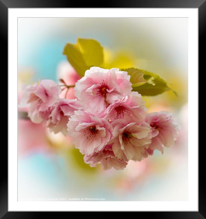 Pink Cherry Blossom Framed Mounted Print by Simon Johnson