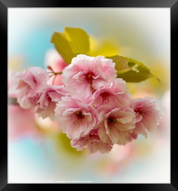 Pink Cherry Blossom Framed Print by Simon Johnson