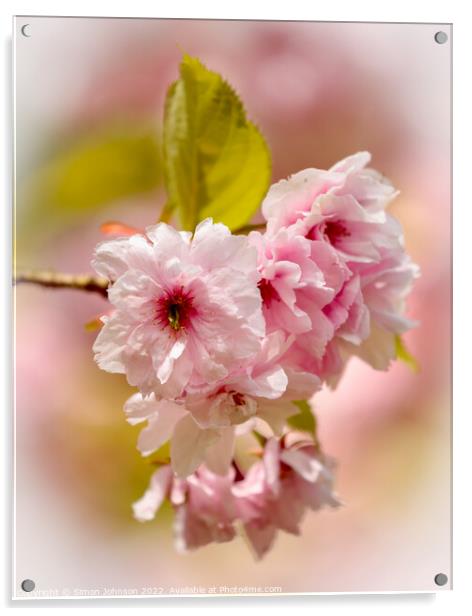 sunlit Cherry Blossom Acrylic by Simon Johnson