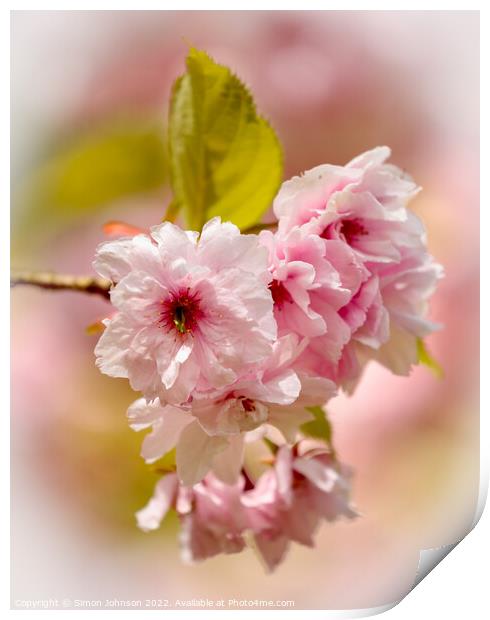 sunlit Cherry Blossom Print by Simon Johnson