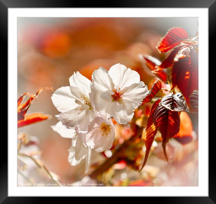 sunlit spring blossom Framed Mounted Print by Simon Johnson