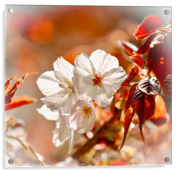 sunlit spring blossom Acrylic by Simon Johnson