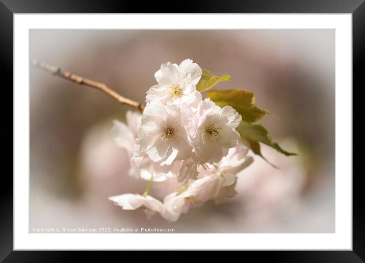 Spring Blossom Framed Mounted Print by Simon Johnson