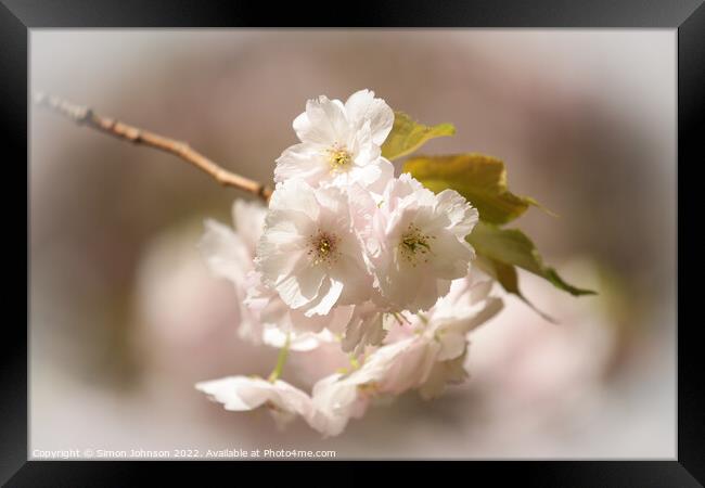  Spring Blossom Framed Print by Simon Johnson