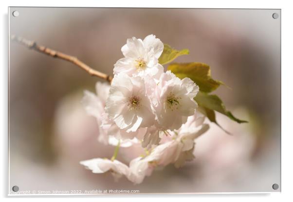  Spring Blossom Acrylic by Simon Johnson
