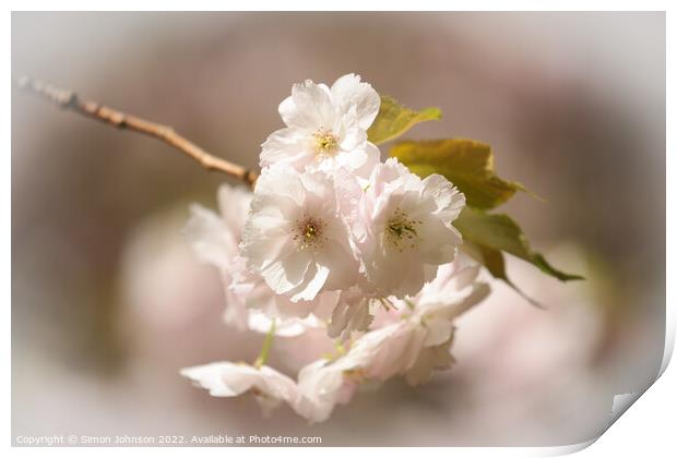  Spring Blossom Print by Simon Johnson