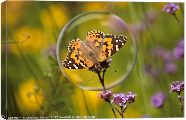 Painted Lady in a Bubble Canvas Print by Christine Kerioak