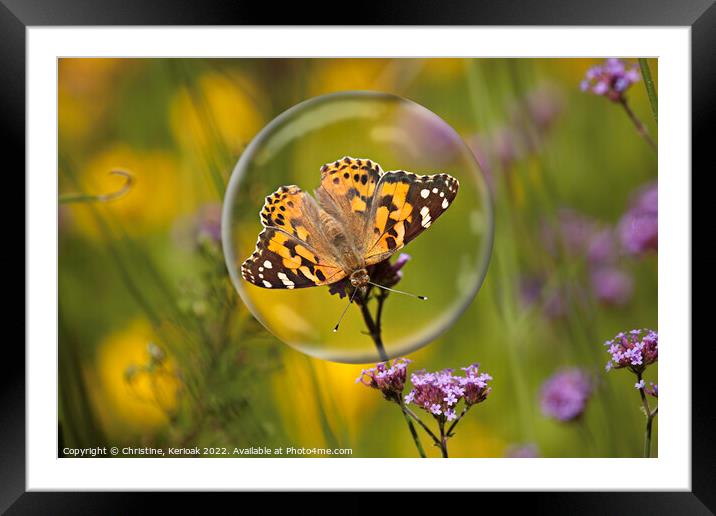 Painted Lady in a Bubble Framed Mounted Print by Christine Kerioak