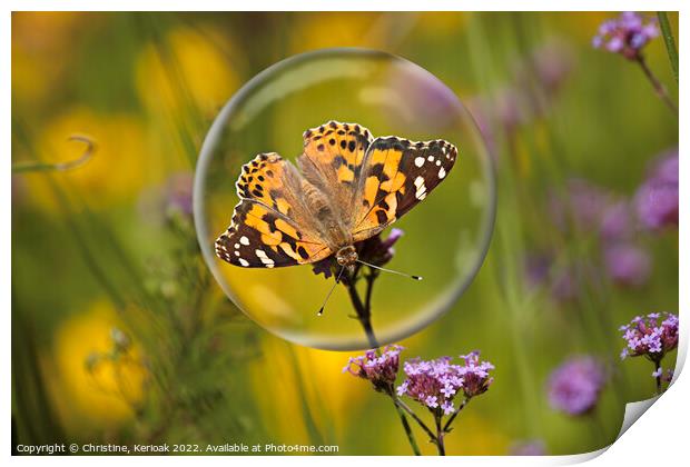 Painted Lady in a Bubble Print by Christine Kerioak