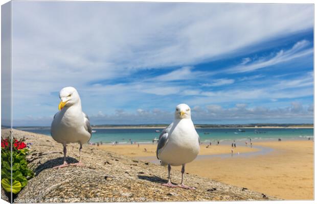 Seagulls at St Ives Canvas Print by Jim Monk