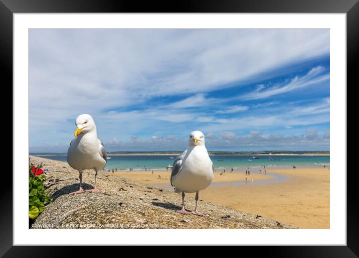 Seagulls at St Ives Framed Mounted Print by Jim Monk