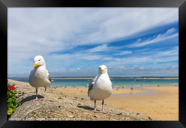 Seagulls at St Ives Framed Print by Jim Monk