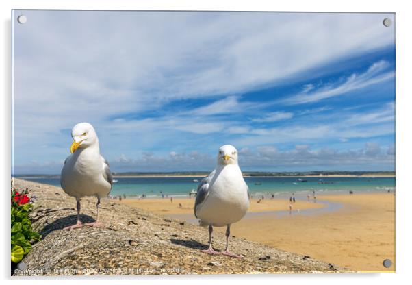 Seagulls at St Ives Acrylic by Jim Monk