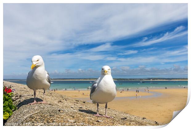 Seagulls at St Ives Print by Jim Monk