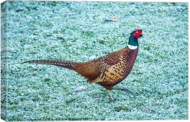 Pheasant strutting on frosty grass Canvas Print by Sally Wallis