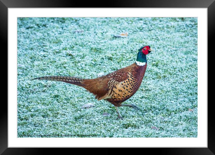 Pheasant strutting on frosty grass Framed Mounted Print by Sally Wallis