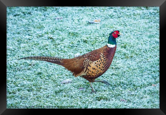 Pheasant strutting on frosty grass Framed Print by Sally Wallis