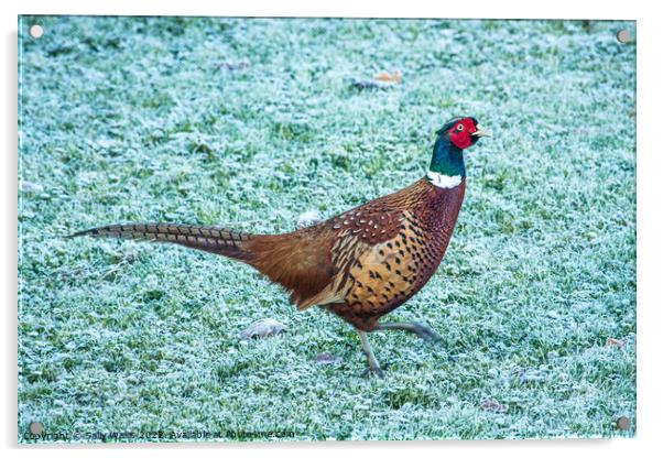 Pheasant strutting on frosty grass Acrylic by Sally Wallis